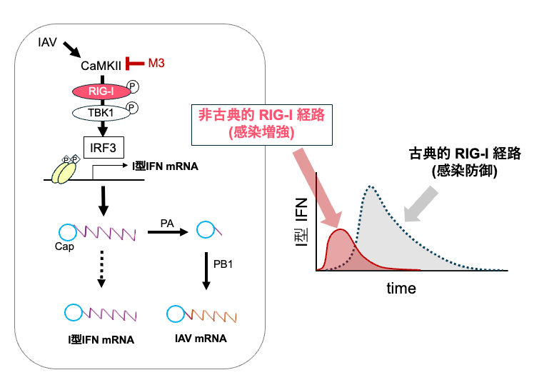 生命医科学研究科 医生命システム専攻 分子生命分野 濱信一郎さん、高橋 美帆 助教、西川 喜代孝 教授、らの研究成果がmBio誌に掲載されました。 (108039)