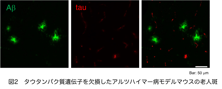 生命医科学研究科 医生命システム専攻 東優人さん、生野幹太さんらの研究成果が、「Biochemical and Biophysical Research Communications」に5月14日付で掲載されました。(2) (113288)